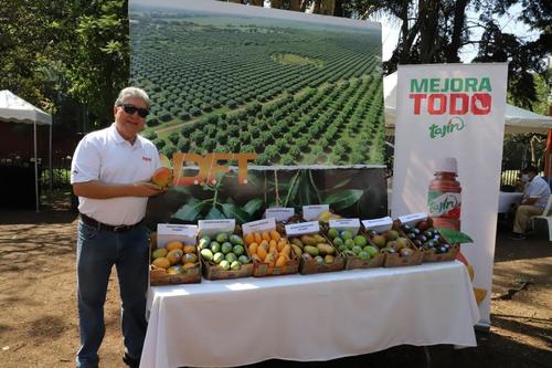 Los productores mostrar&aacute;n las variedades de mango para exportaci&oacute;n. (Foto: Agexport)