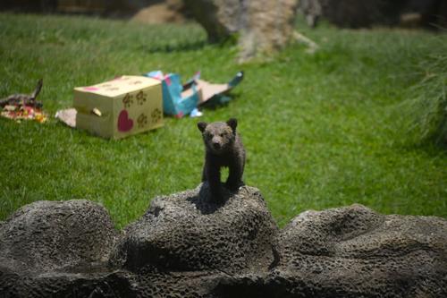 La osezna empieza a convivir con la presencia de las personas. (Foto: Wilder López/Soy502)