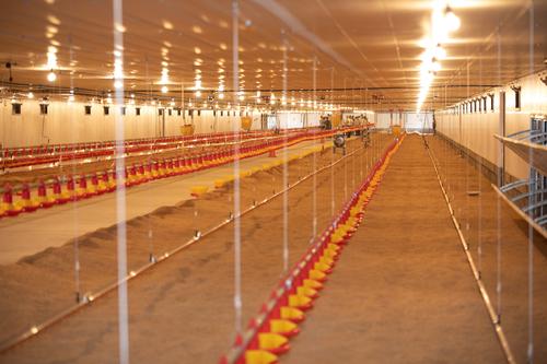 CMI, granja av&iacute;cola, Santa Rosa, visi&oacute;n sostenible, Guatemala, Soy502