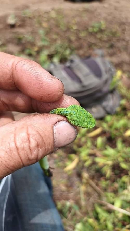 La serpiente se conoce como Cantil Loro. (Foto: Bomberos Voluntarios)
