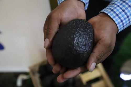 El aguacate Hass es el m&aacute;s cotizado a nivel internacional. (Foto: Agexport)