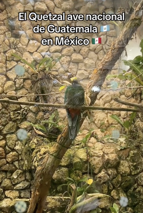 En México existe un zoológico que ha logrado resguardar quetzales, incluso llegando a reproducirse. (Foto: captura de video)
