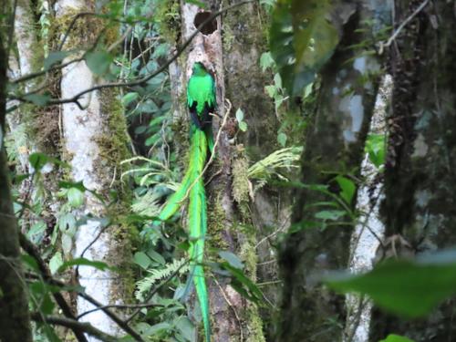 Quetzales, nido, Refugio del Quetzal, pareja