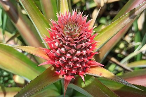 Así luce la piña cuando empieza a florecer después de 12 meses. (Foto: Edwards Morales/Colaborador)
