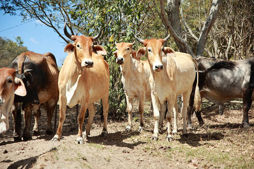 Canícula, Guatemala, cultivos en riesgo, consejos, agricultores, animales