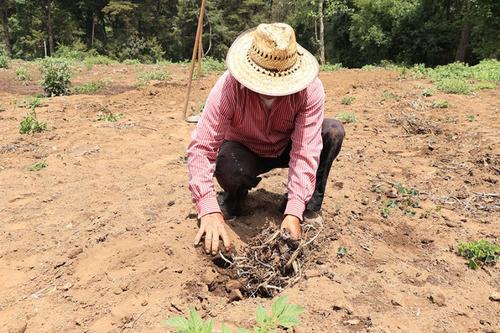 Canícula, Guatemala, cultivos en riesgo, consejos, agricultores, siembras