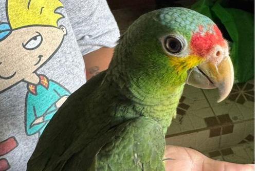 Izabal, hombre, aves, capturan