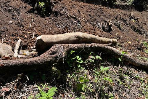 tala, ilegal, árboles, cordillera