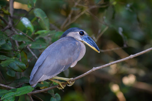 Los manglares también sirven para que aves que migran encuentren lugares seguros para resguardarse. (Foto: Shutterstock)