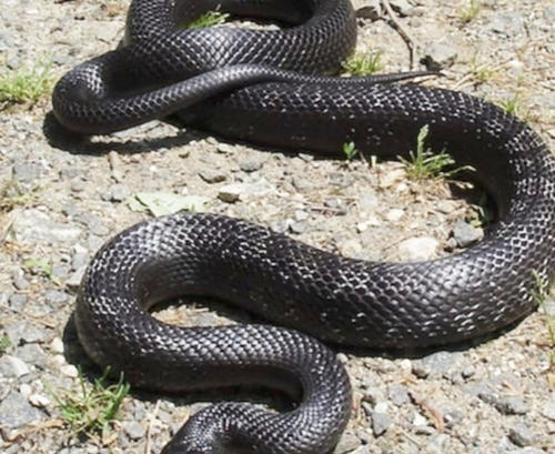 La serpiente estaba en una casa de la aldea Chayen, en San Rafael Pie de la Cuesta, San Marcos (Foto: Bomberos Municipales Departamentales)