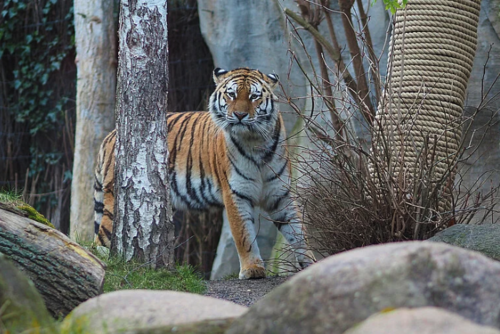 La tigresa es primeriza y no supo cómo hacerse cargo de sus crías. 