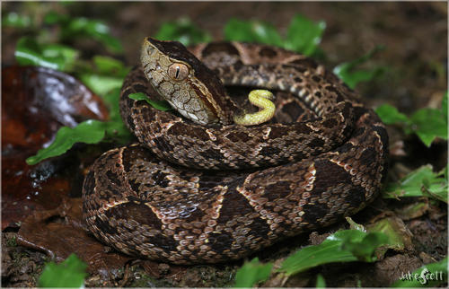 La serpiente barba amarilla  es responsable de la mayoría de incidentes por mordeduras en zonas rurales. (Foto: Inaturalist)
