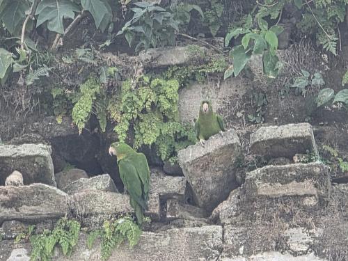 Aves se albergan entre las paredes de la fachada antigua. (Foto: Surama Rodas/Colaboradora)