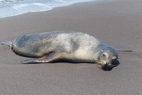 Así lucía al momento de su rescate. (Foto: CONAP)