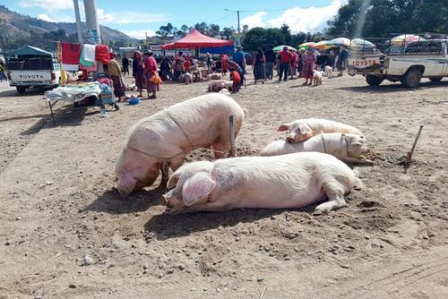 Vendedores ofrecen marranos para crianza a diferentes precios. (Foto: Roberto Paz/Colaborador)