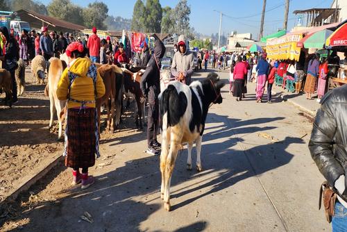Vacas y caballos también se pueden adquirir en este mercado. (Foto: Roberto Paz/Colaborador)