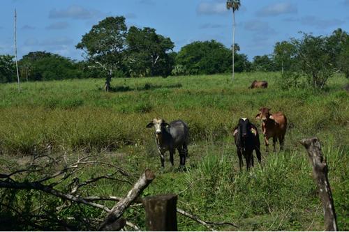 Parque natural, Laguna del Tigre, área protegida, Guatemala, deforestación, 02