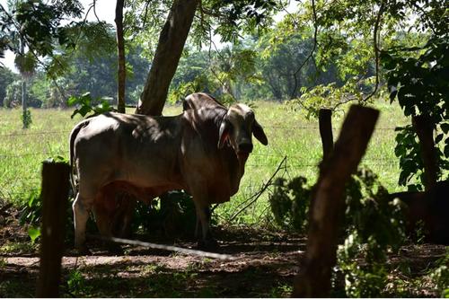 Parque natural, Laguna del Tigre, área protegida, Guatemala, deforestación, 03