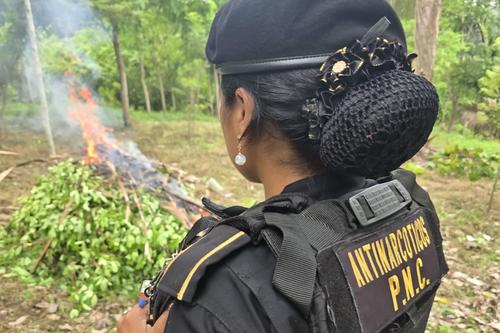 Policía, arbusto de coca, destrucción, plantaciones, Guatemala, 02