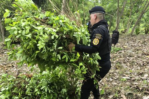 Policía, arbusto de coca, destrucción, plantaciones, Guatemala, 03