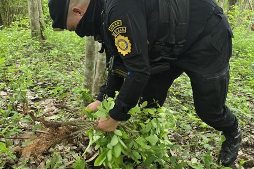 Policía, arbusto de coca, destrucción, plantaciones, Guatemala, 04