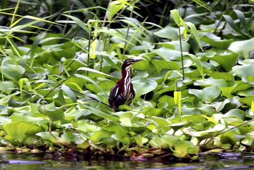 Entre los manglares se observan aves escondidas para salir a cazar peces. (Foto: Edwards Morales/Colaborador)