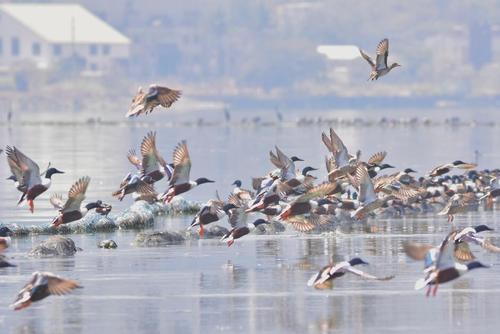 El Pato Zambullidor y Pato Cuchara es la especie más vista, pero más protegida en el lago porque es prohibida su caza. (Foto: Fundaeco)