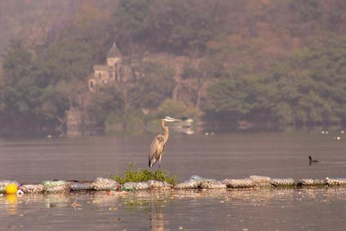 La garza morena, también conocida como garza azul, garzón azulado, garzón cenizo, garza azulada, ​ o garza ceniza es una especie de ave pelecaniforme de la familia Ardeidae.​​ (Foto: Fundaeco)