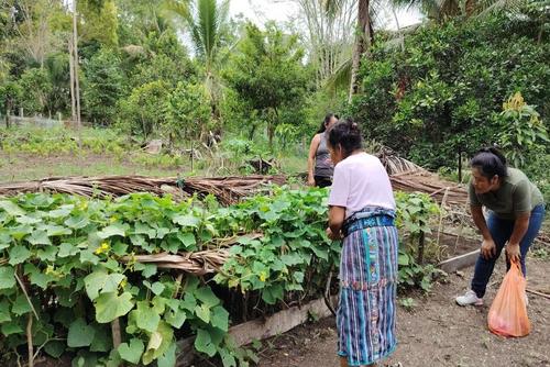 Varias familias se benefician de huertos para generar ingresos o mejorar su alimentación. (Foto: Carlos Peláez/Colaborador)