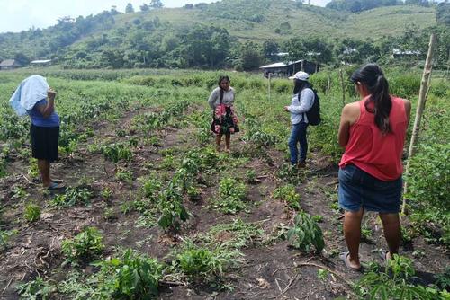 Tú también puedes formar parte de las familias con huertos y empezar a ganar dinero vendiendo producto. (Foto: Carlos Peláez/Colaborador)