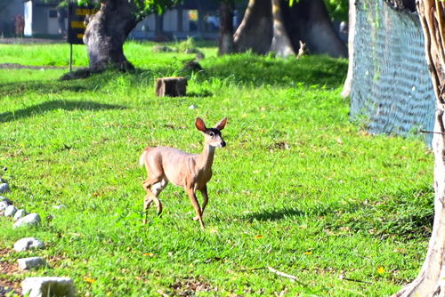 Observa venados y otras especies en la zona boscosa de la Brigada de Paracaidistas, Escuintla, bajo programas de conservación.  (Foto: Henry López/Colaborador)