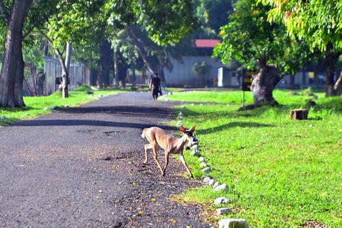 Conservación de venados en la base militar de Escuintla. (Foto: Henry López/Colaborador)