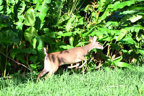 Los venados corren libremente por todo el terreno boscoso. (Foto: Henry López/Colaborador)