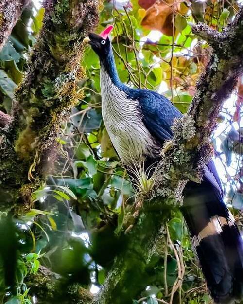 El pavo de cacho se ha extinto por la pérdida de su hábitat y la disminución poblacional de la especie.  (Foto: Cortesía/Birding Atitlán Expeditions)