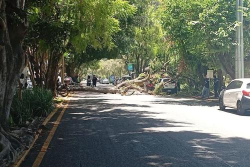 La calle donde cayó el árbol quedó obstaculizada por unos momentos. (Foto: Amílcar Montejo)