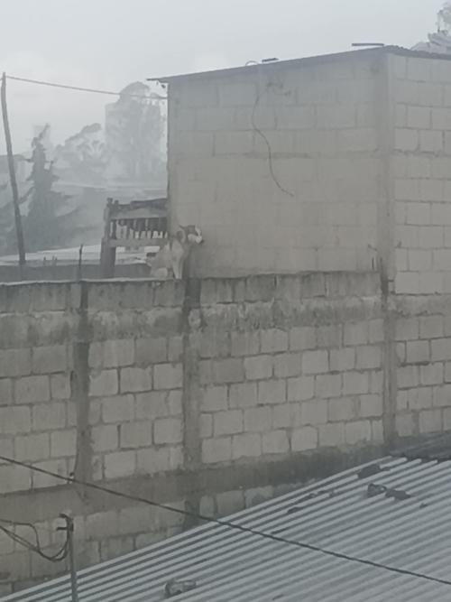 La perra se encontraba atada en una terraza bajo la lluvia. (Foto: grupo de Facebook Animalistas 100% al rescate Guatemala)