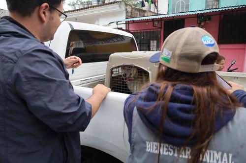 Las autoridades indicaron que la mascota fue trasladada para recibir atención. (Foto: MAGA)