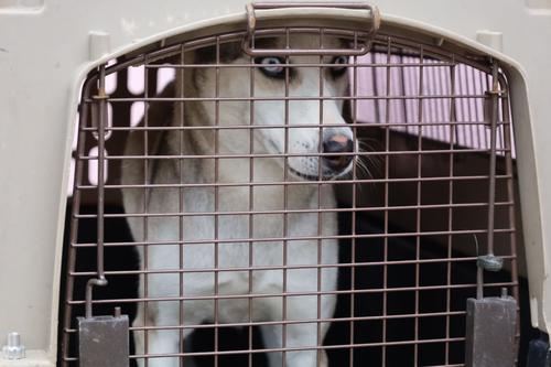Momento en que rescatan a la mascota en la colonia Alameda Norte, zona 18. (Foto: MAGA)