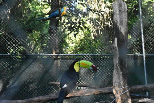 Las especies fueron rescatadas por la Diprona y el Conap. (Foto: Carlos Peláez/Colaborador)