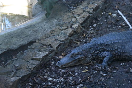 Cocodrilos reciben atención y cuidado en el refugio de rescate. (Foto: Carlos Peláez/Colaborador)