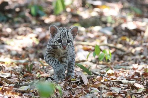 Felinos son parte de las especies que protegen. (Foto: Carlos Peláez/Colaborador)