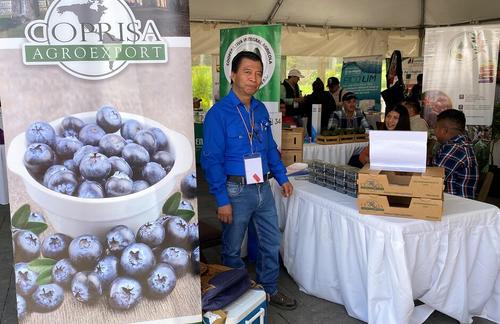 Merén buscan impulsar la producción de arándanos en Chimaltenango. (Foto: Carlos Sotz/Colaborador)
