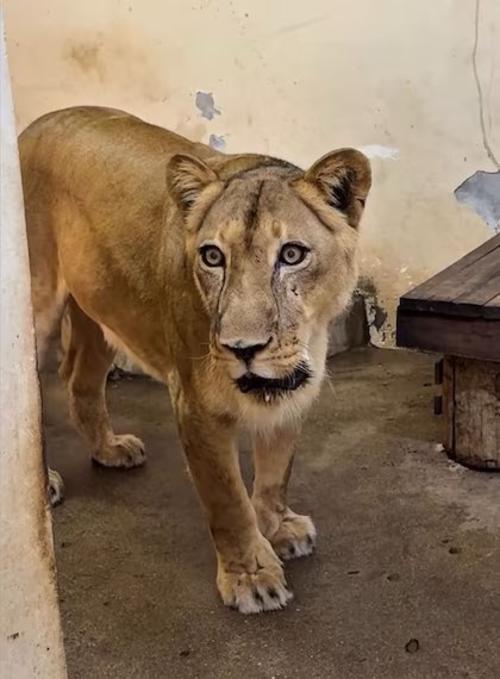 Thiago Nery, veterinario del parque, indicó que los estándares de seguridad para los visitantes son efectivos, por lo que el joven ingresó de forma premeditada. (Foto: Redes Sociales)