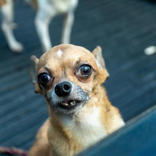 (Foto: Albergue Municipal de Mascotas de Mixco)