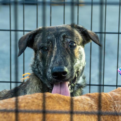 (Foto: Albergue Municipal de Mascotas de Mixco)