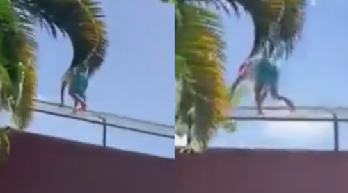 Joven brasileño que entró al recinto de la leona. (Foto: Captura de video de Redes Sociales)