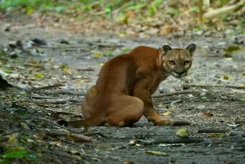 Personal del Conap ha logrado documentar la presencia de pumas y jaguares en el recinto. (Foto: Archivo)