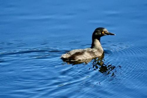 Aves propias de la regi&oacute;n y migrantes disfrutan del agua azul de las espectaculares lagunas. (Foto: Archivo)
