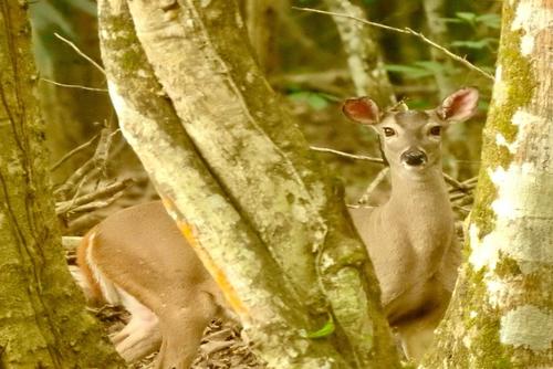 El venado de cola blanca se caracteriza por su comportamiento t&iacute;mido e huidizo. (Foto: Archivo)