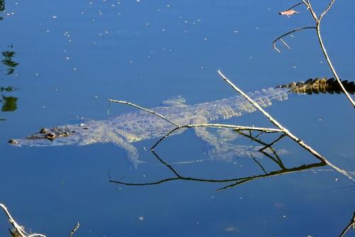Los lagartos suelen pasar largo tiempo inm&oacute;viles. (Foto: Archivo)